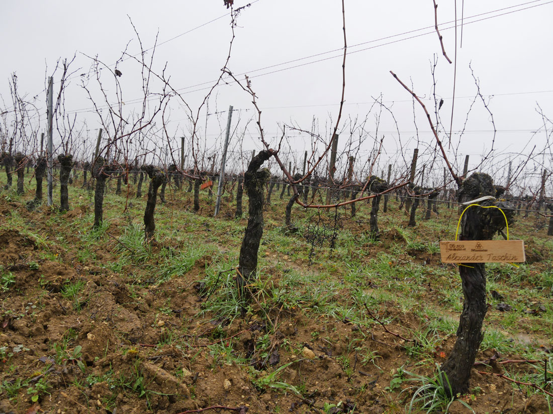 Виноградник на урожай